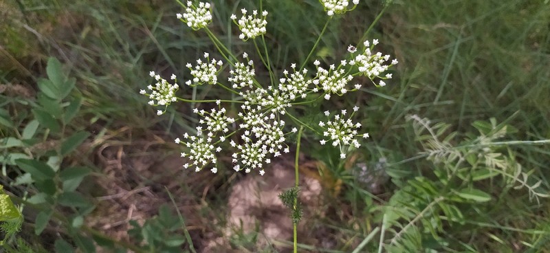 Oedibasis platycarpa photo 4