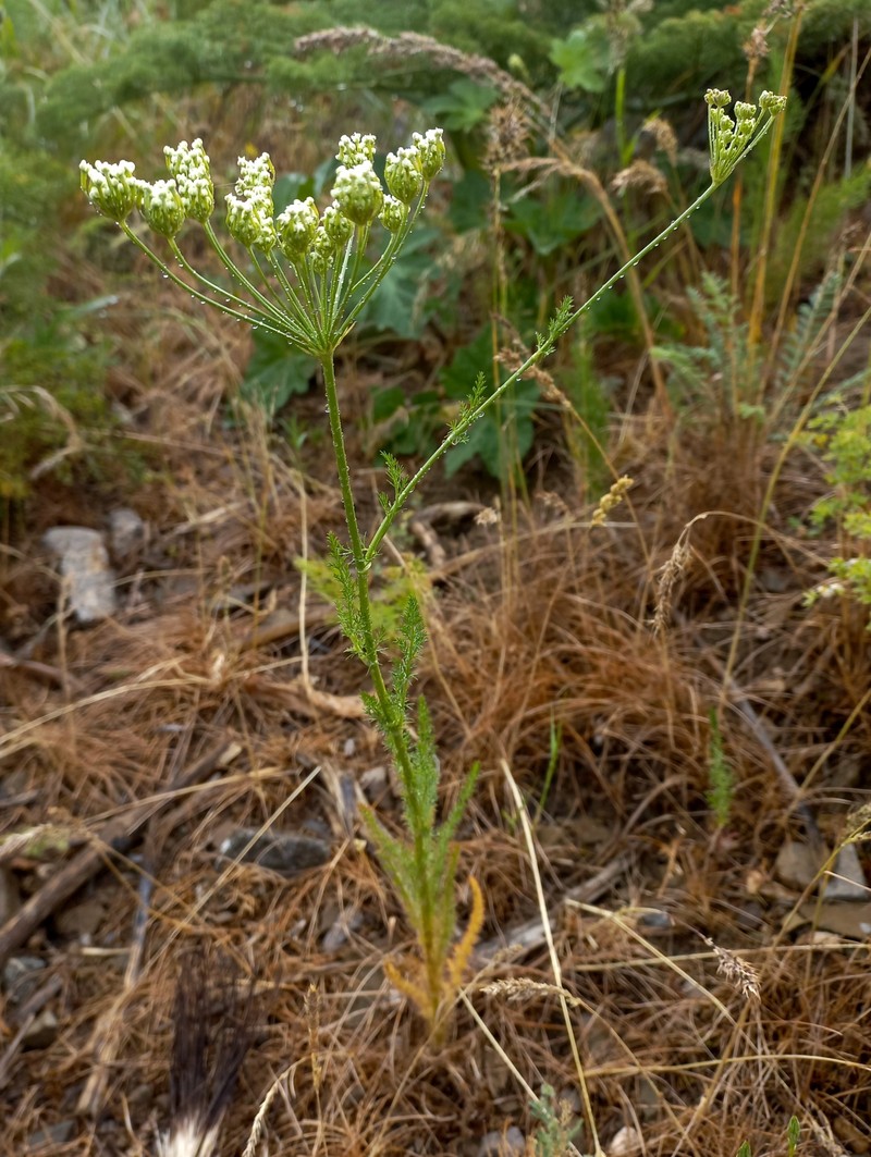 Oedibasis platycarpa photo 5