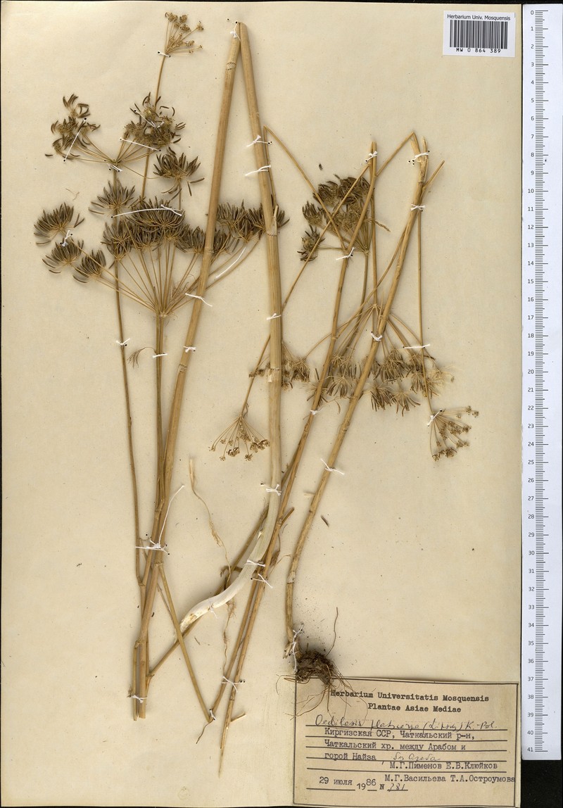Oedibasis platycarpa photo 7