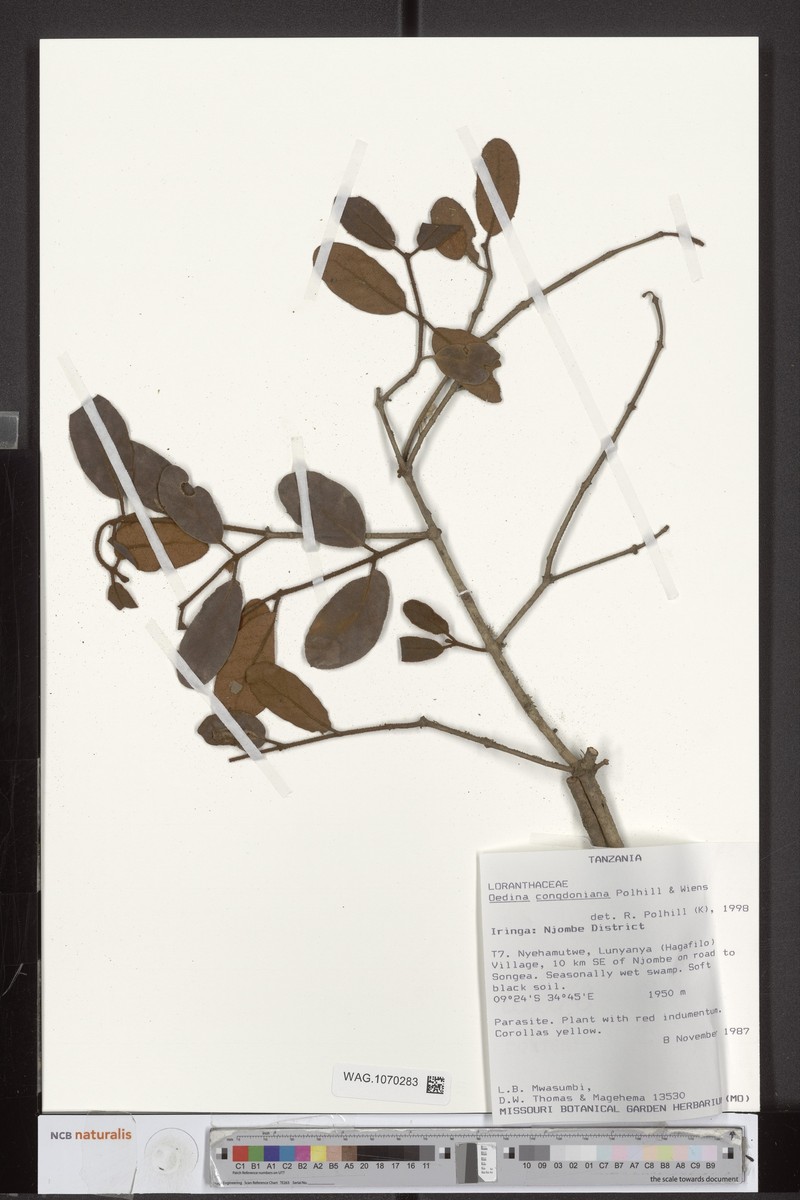 Oedina congdoniana