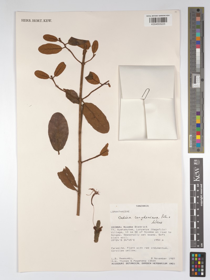 Oedina congdoniana photo 2