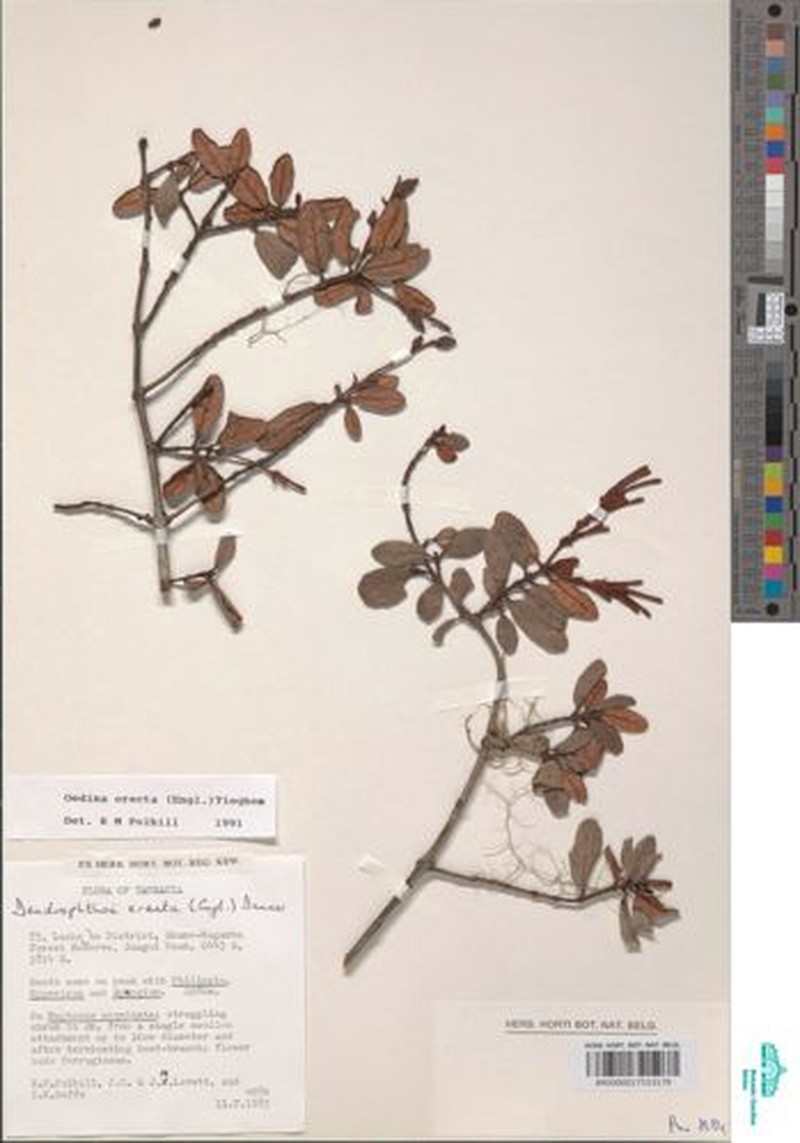 Oedina erecta