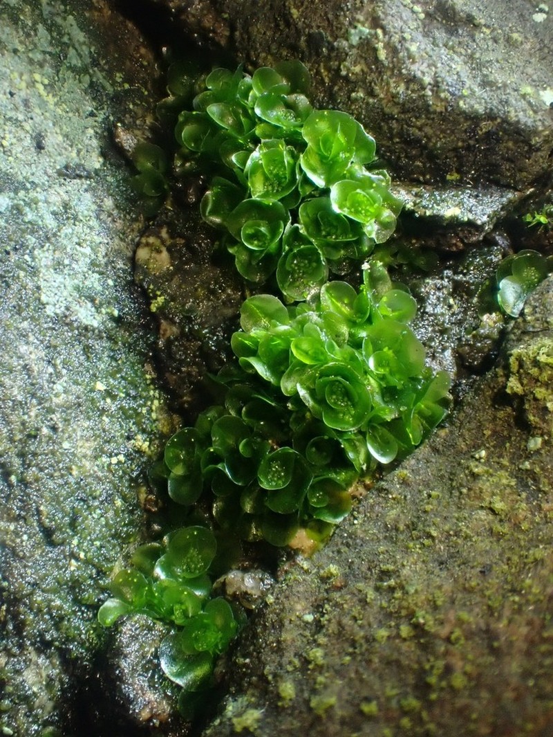 Griffith's Oedipodium Moss photo 2