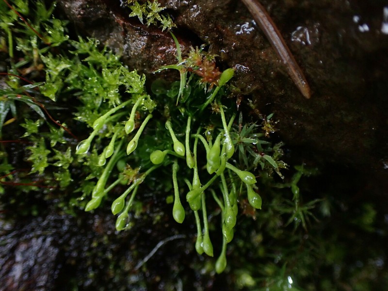 Griffith's Oedipodium Moss photo 3