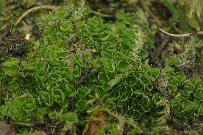 Griffith's Oedipodium Moss photo 4