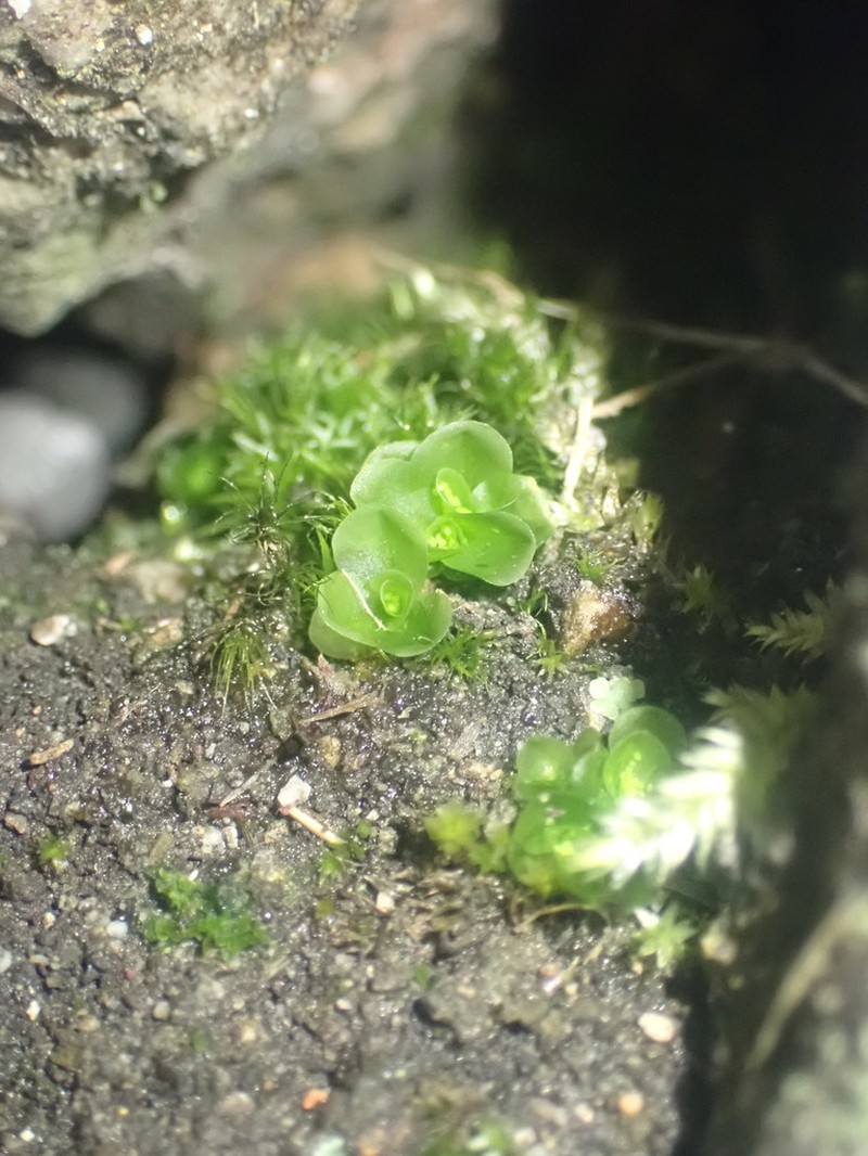 Griffith's Oedipodium Moss photo 5