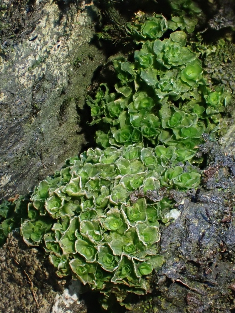 Griffith's Oedipodium Moss photo 6