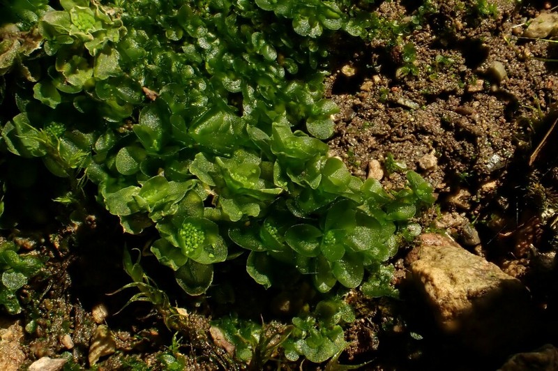 Griffith's Oedipodium Moss photo 7