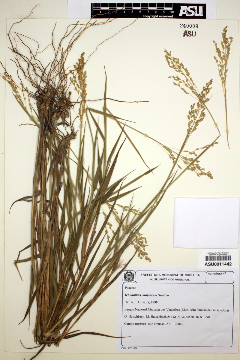 Oedochloa camporum