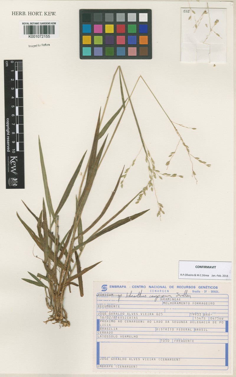 Oedochloa camporum photo 2