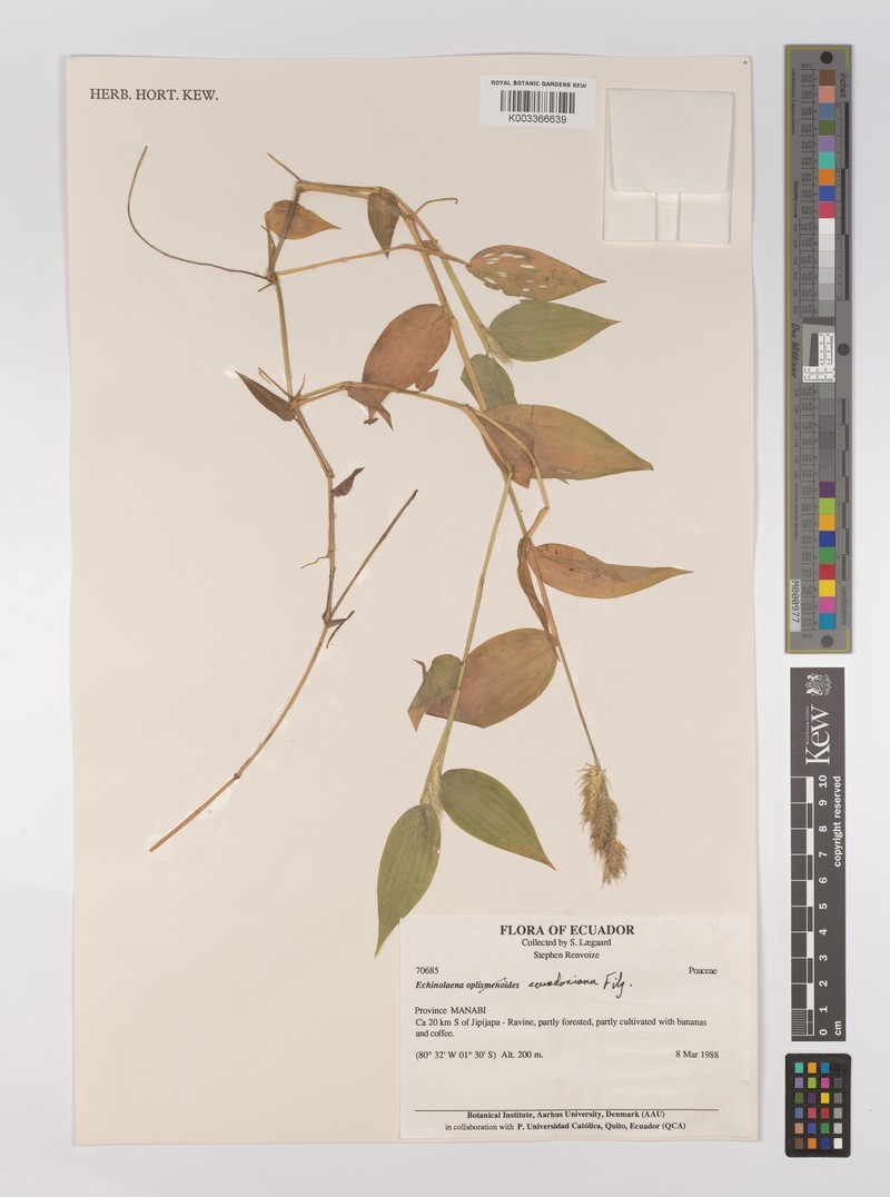 Oedochloa ecuadoriana