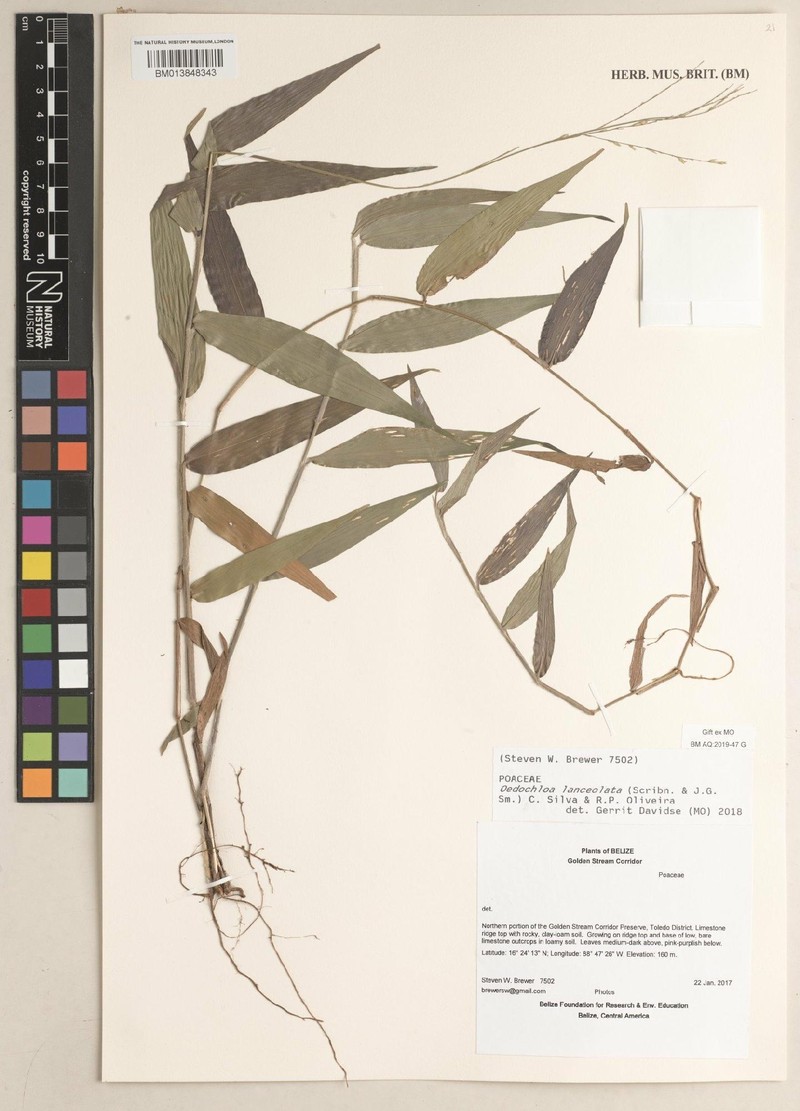 Oedochloa lanceolata