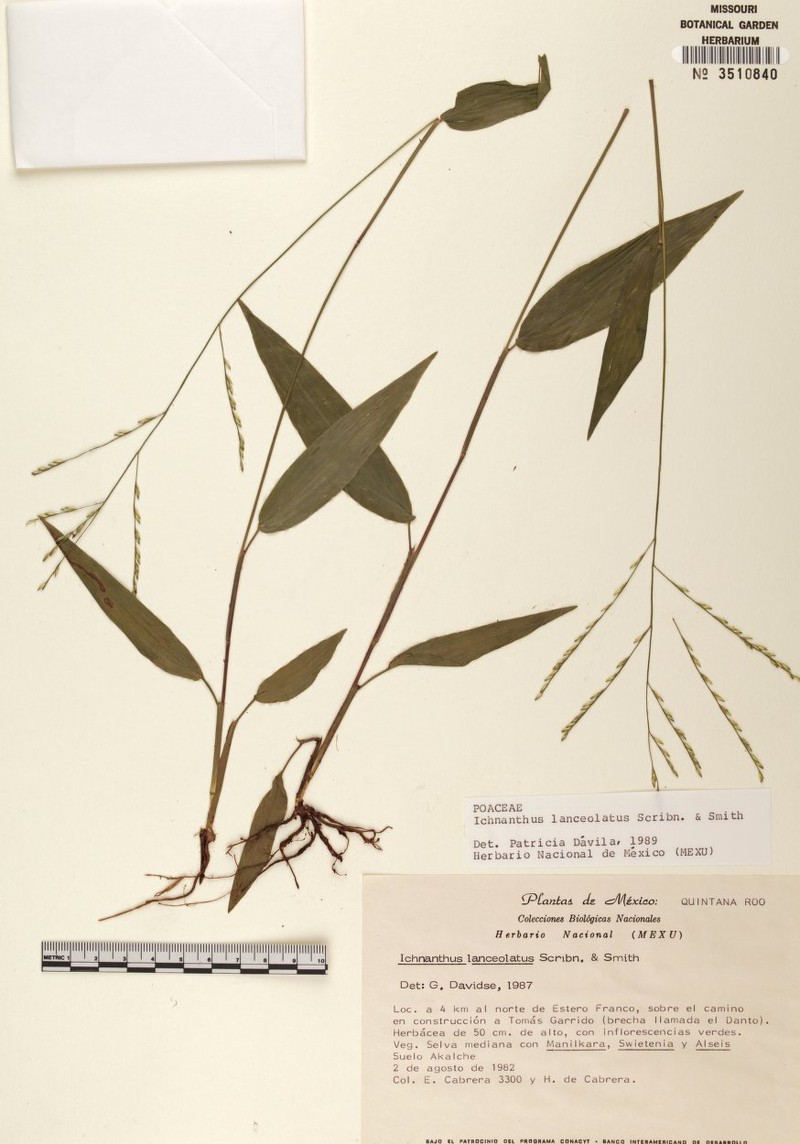 Oedochloa lanceolata photo 2