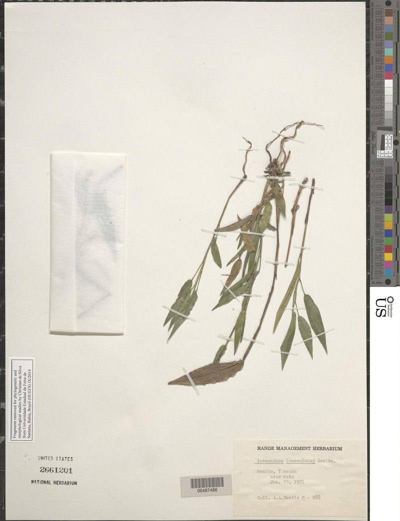 Oedochloa lanceolata photo 3