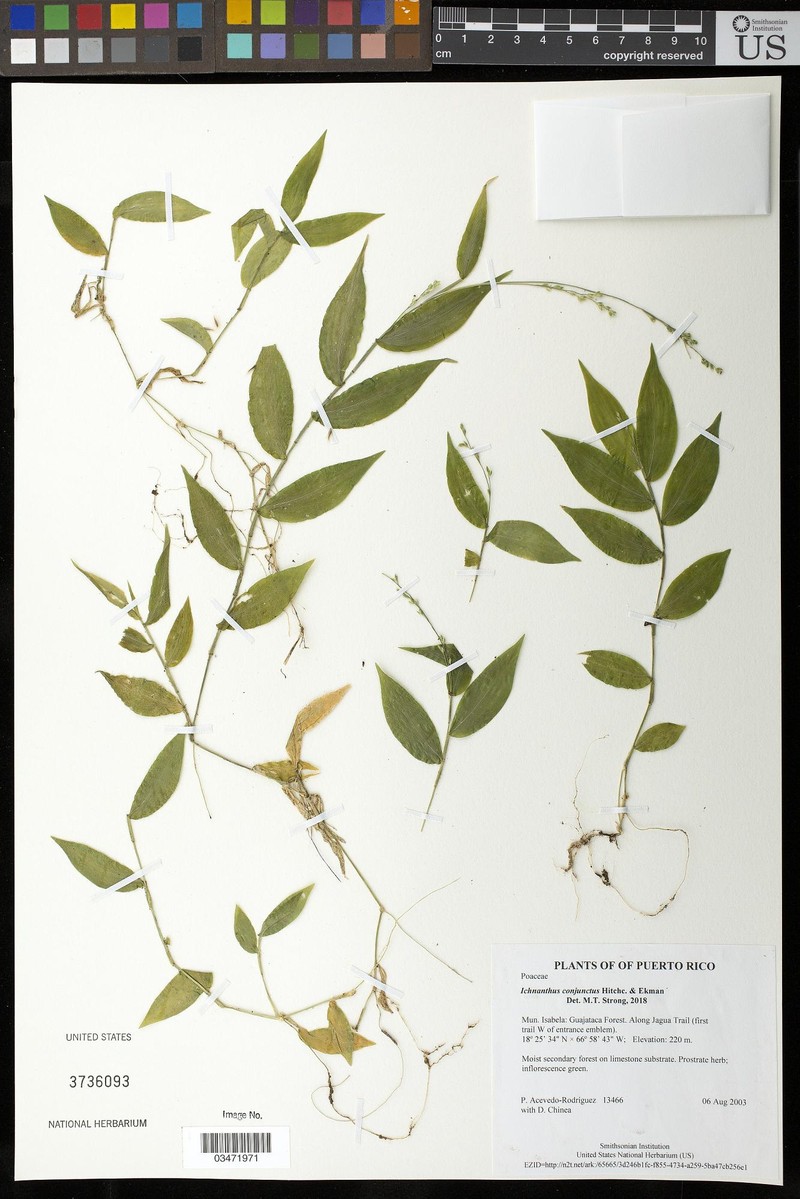 Oedochloa mayarensis