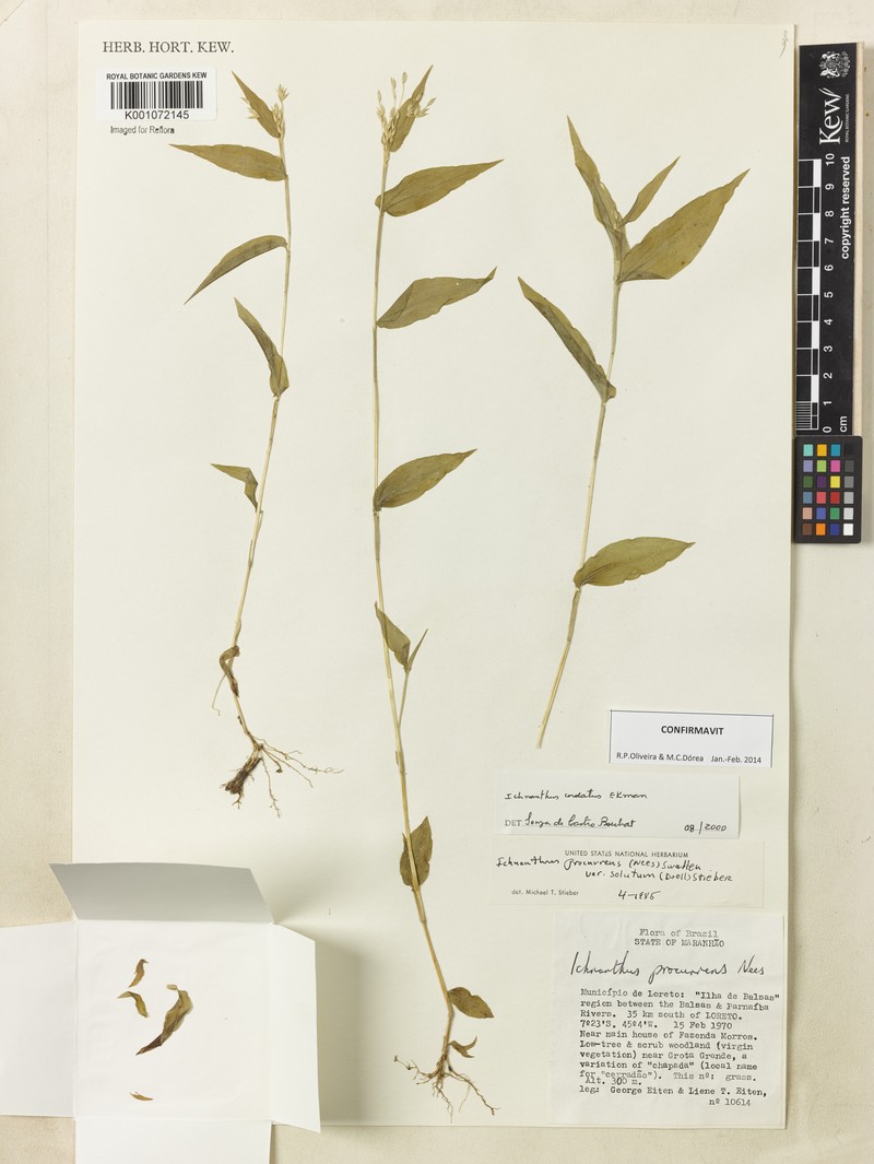 Oedochloa mayarensis photo 2