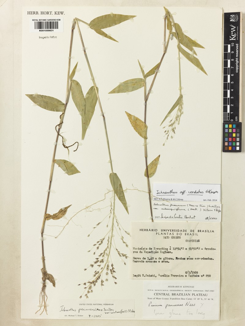 Oedochloa mayarensis photo 3