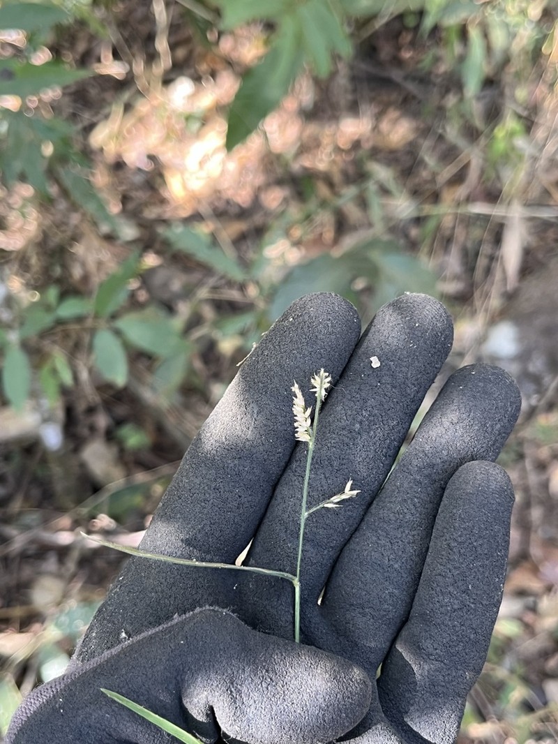 Oedochloa minarum