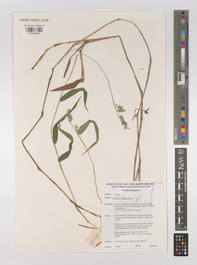 Oedochloa minarum photo 2