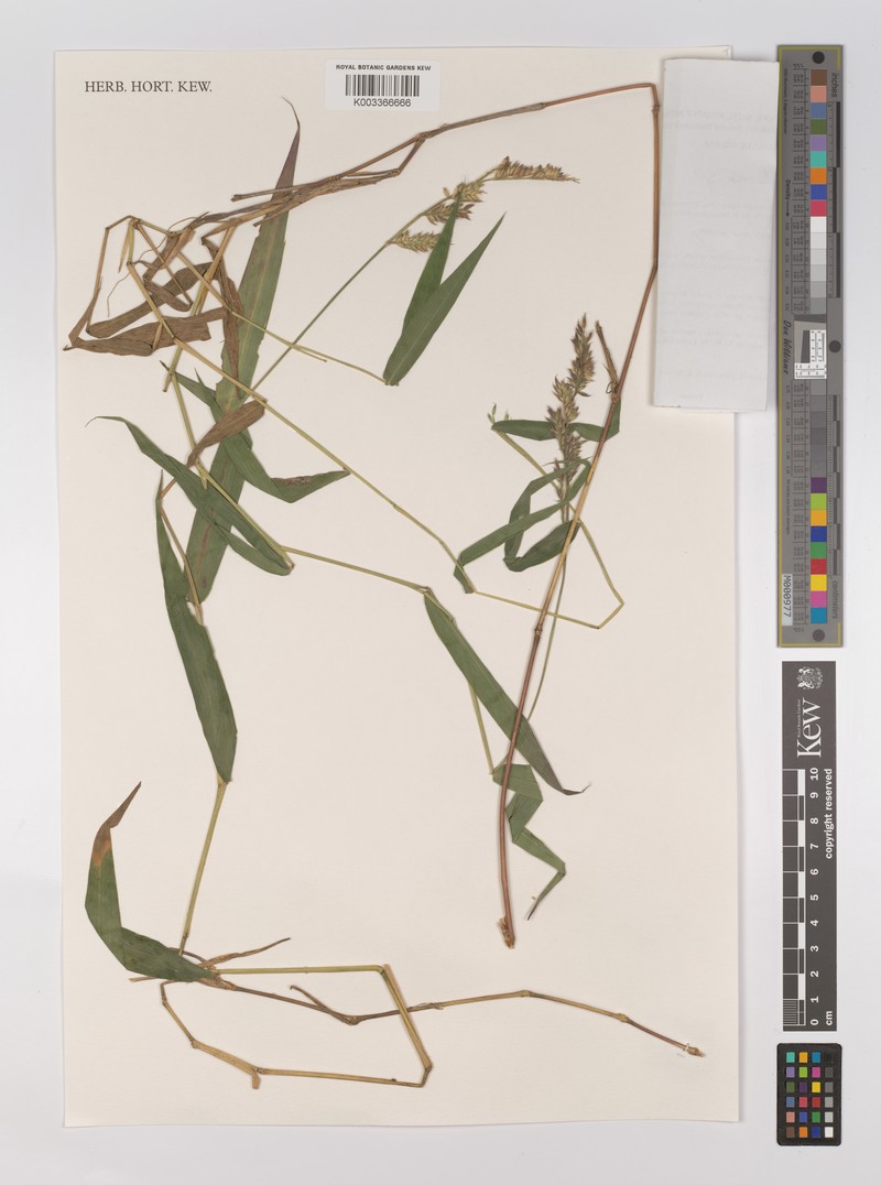 Oedochloa minarum photo 3