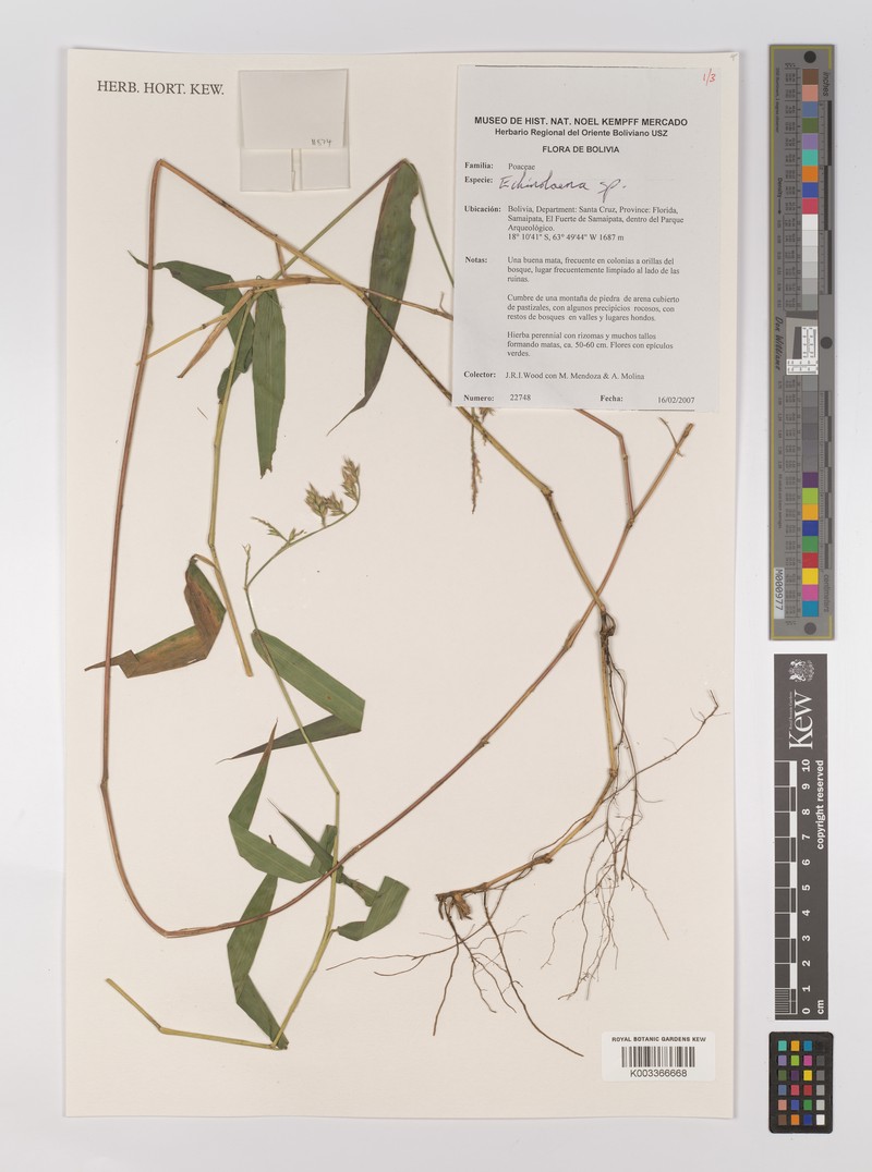 Oedochloa minarum photo 4