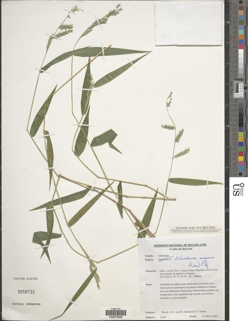 Oedochloa minarum photo 5