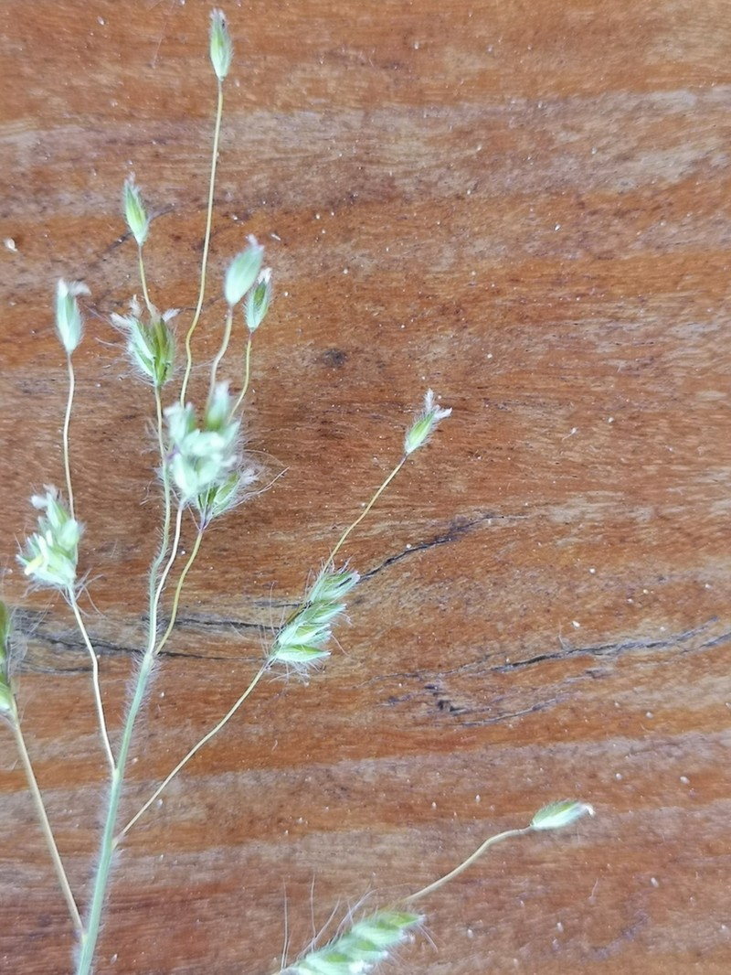Oedochloa procurrens