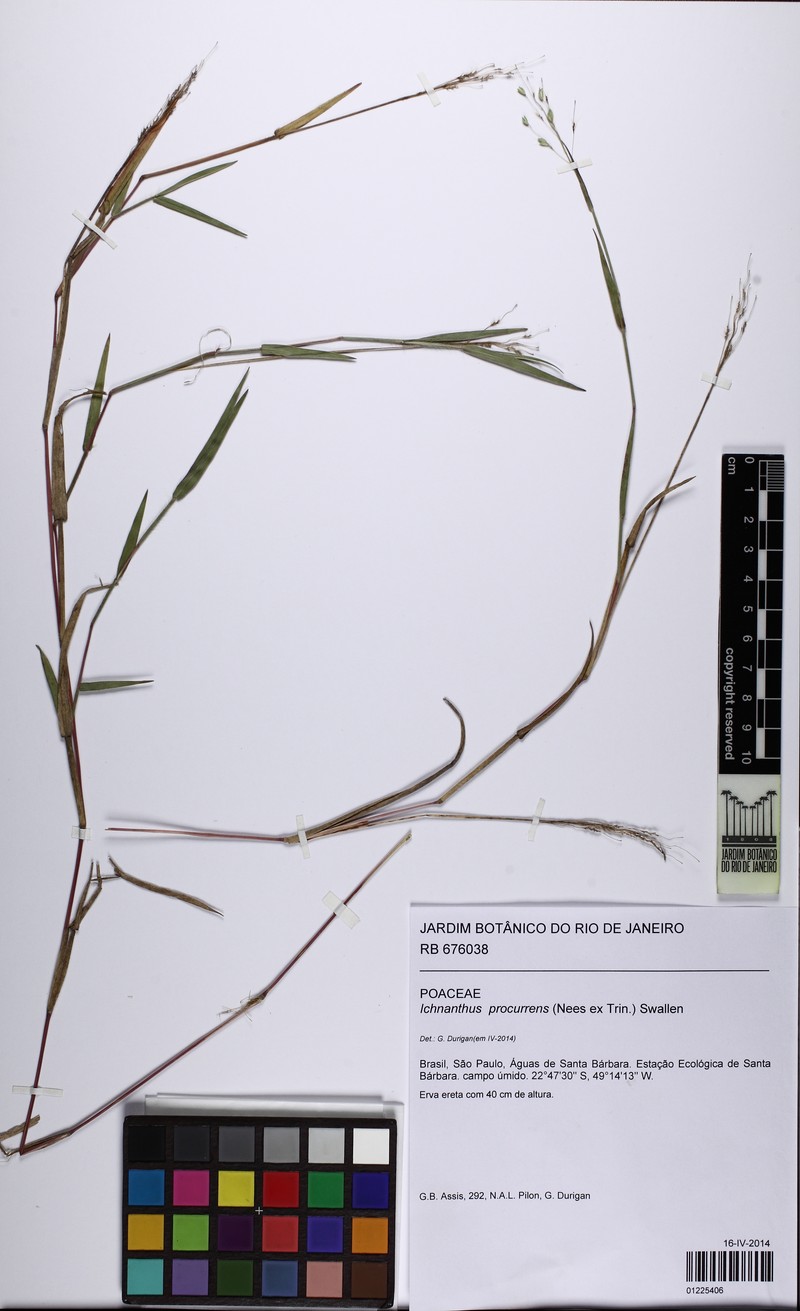 Oedochloa procurrens photo 2