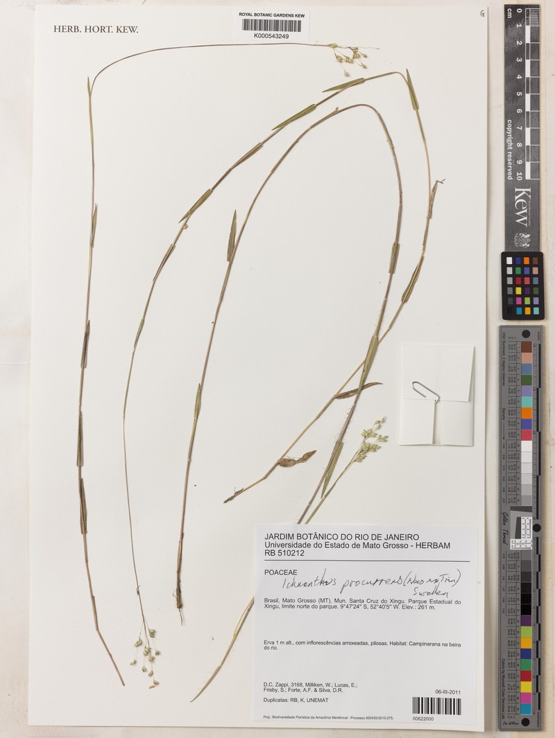 Oedochloa procurrens photo 3