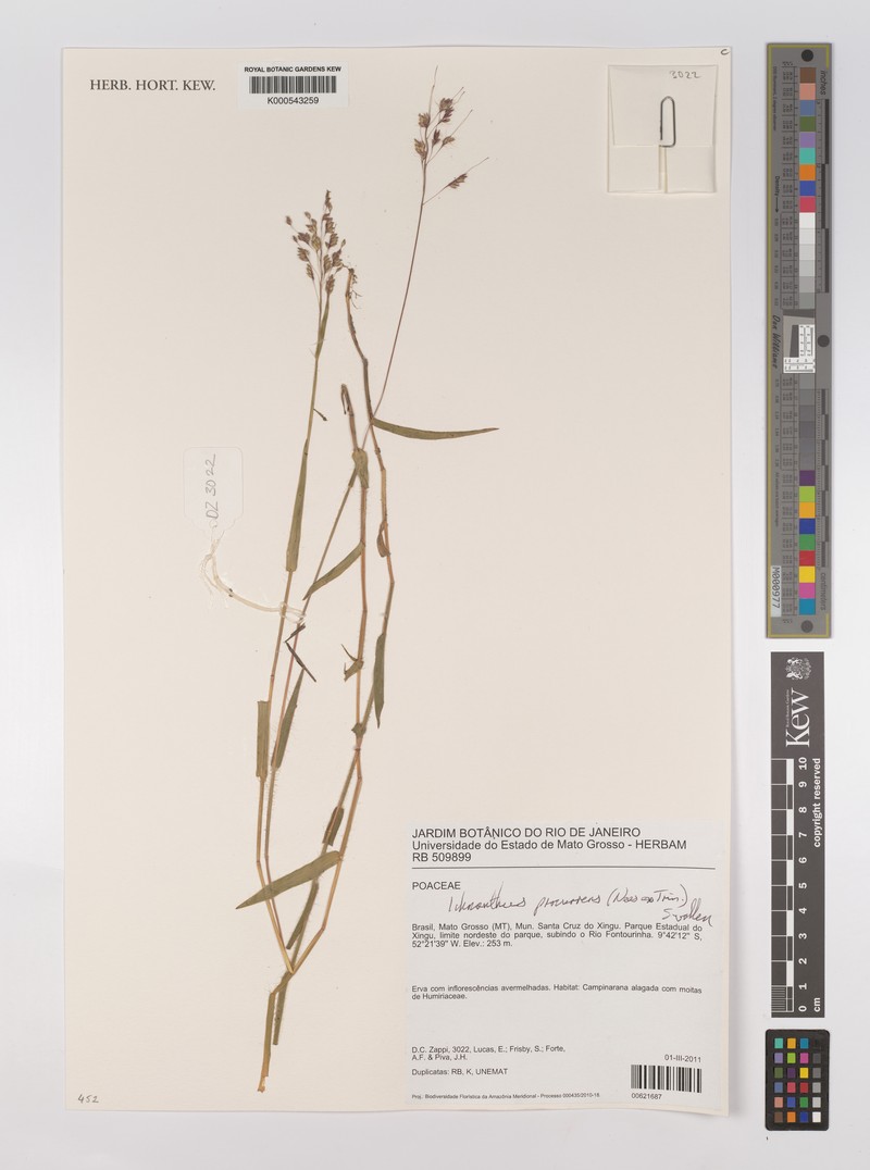 Oedochloa procurrens photo 4