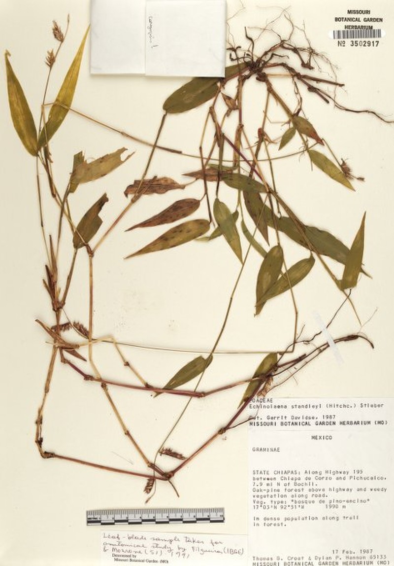 Oedochloa standleyi