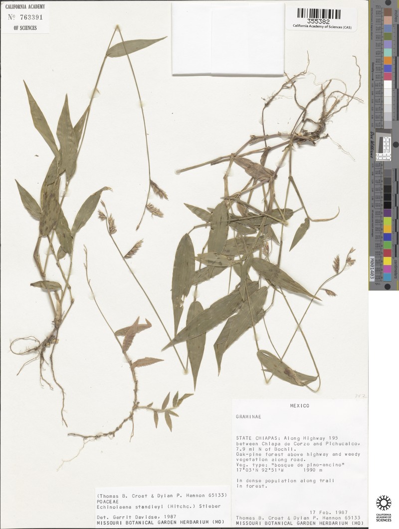 Oedochloa standleyi photo 2