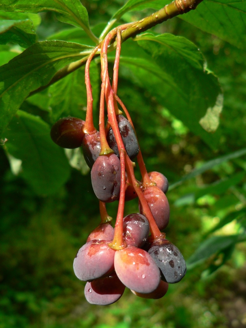 Indian Plum photo 5