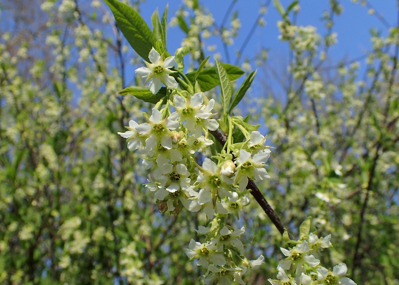 Indian Plum photo 6