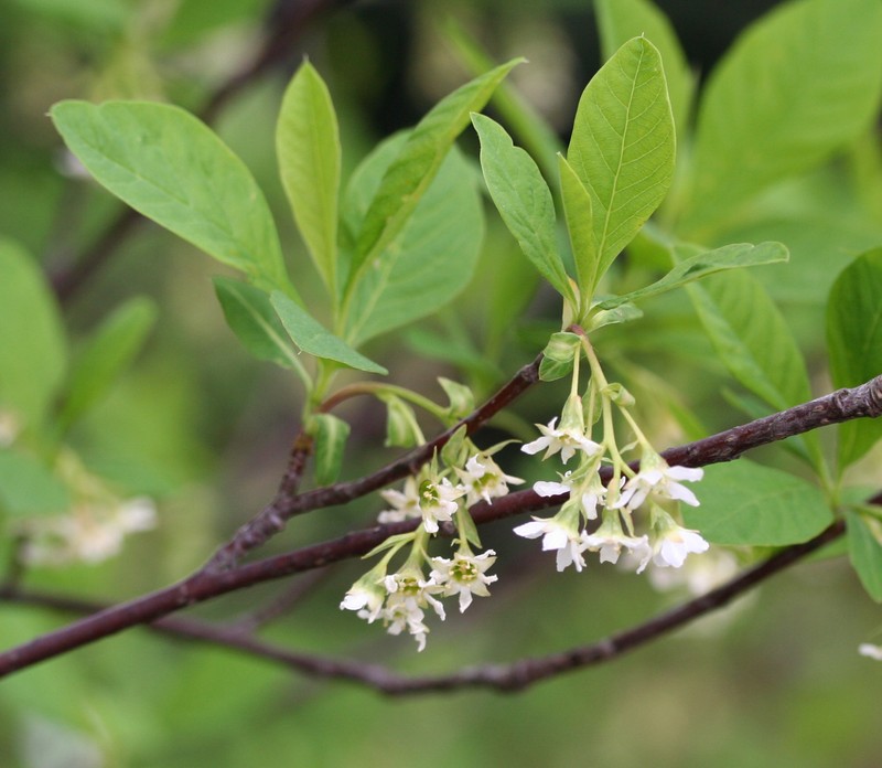 Indian Plum
