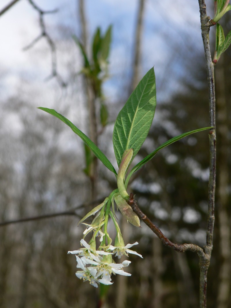 Indian Plum photo 2