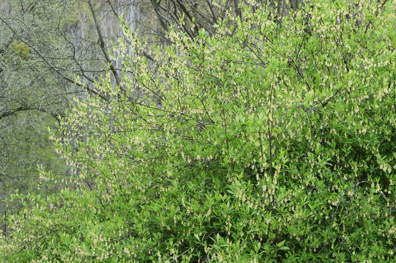 Indian Plum photo 3