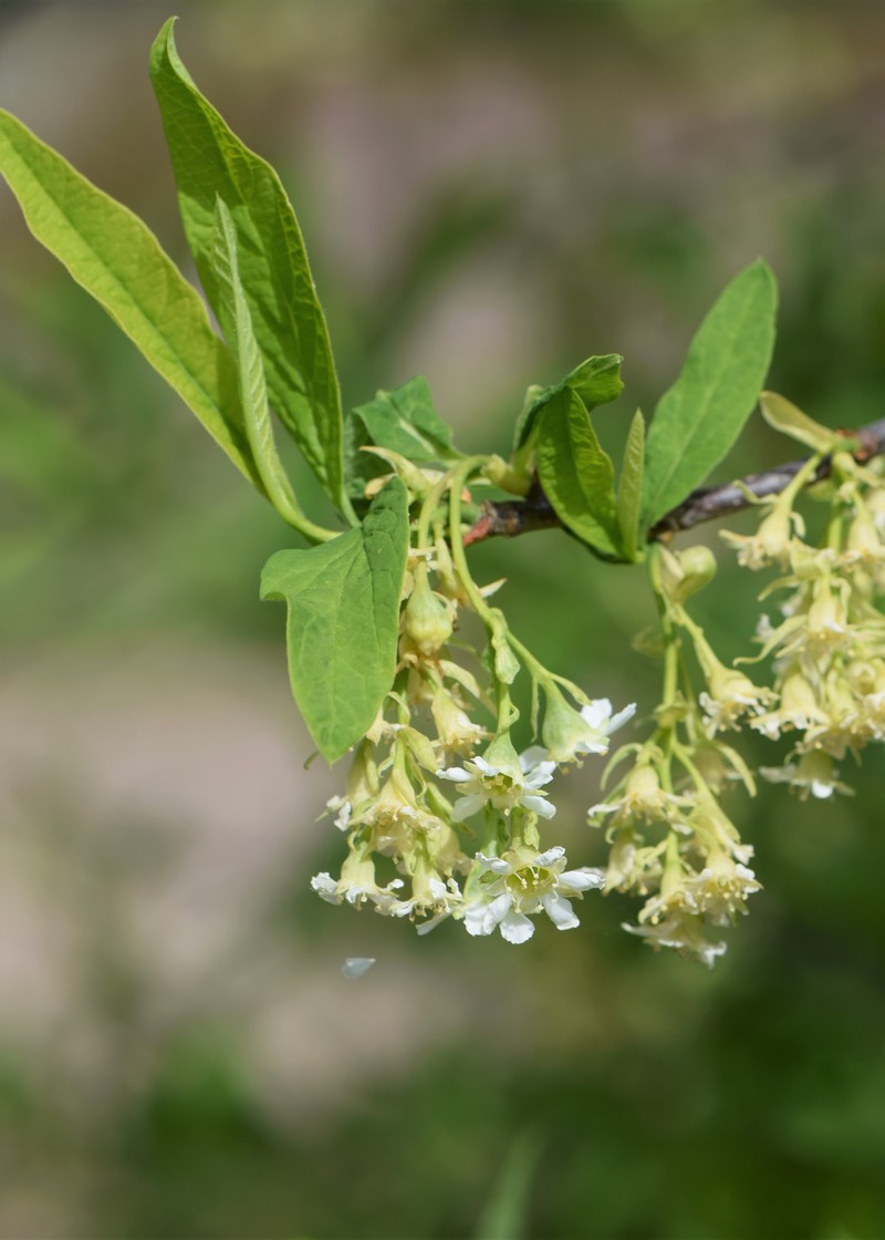 Indian Plum photo 4
