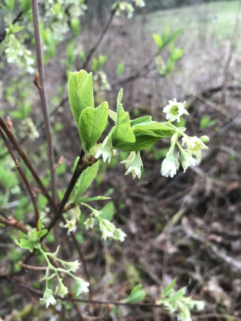 Indian Plum photo 4