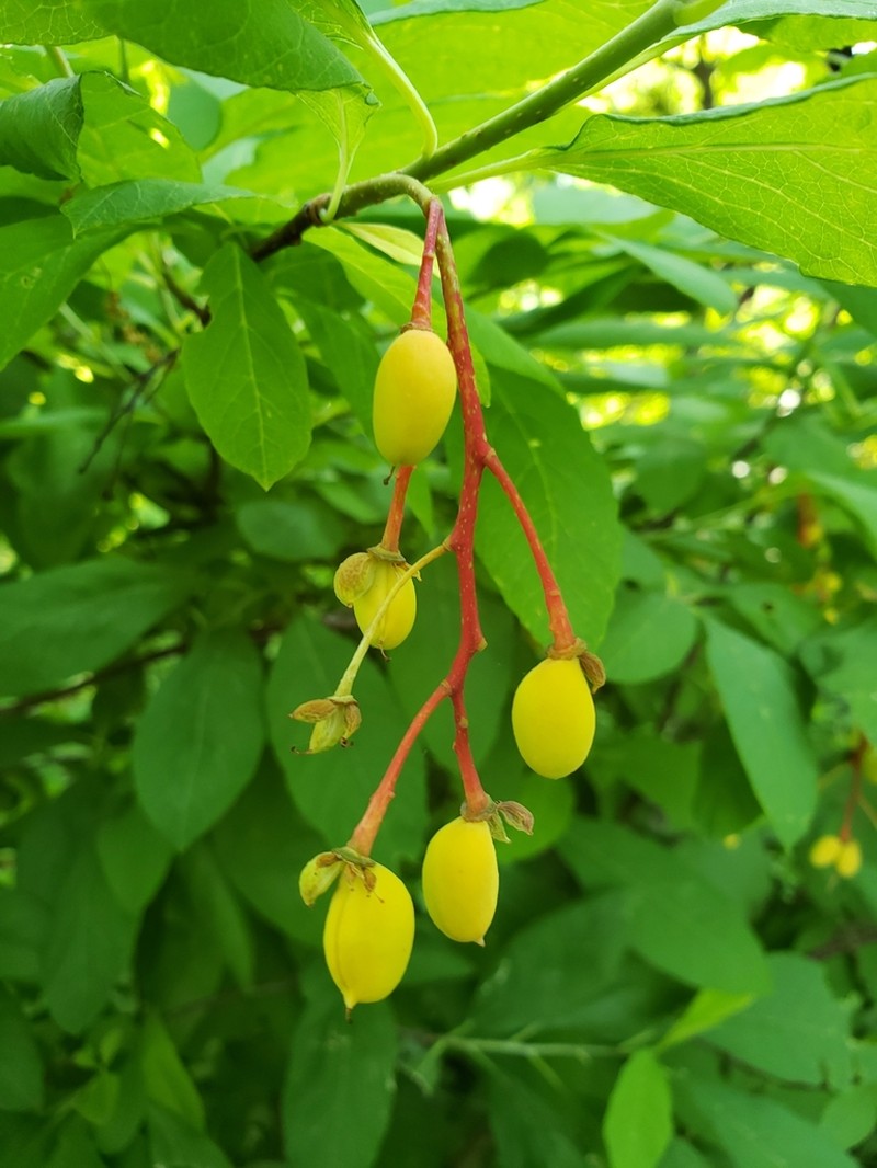 Indian Plum photo 5