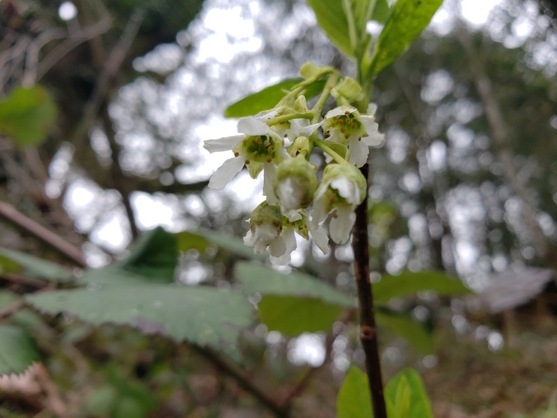 Indian Plum photo 6