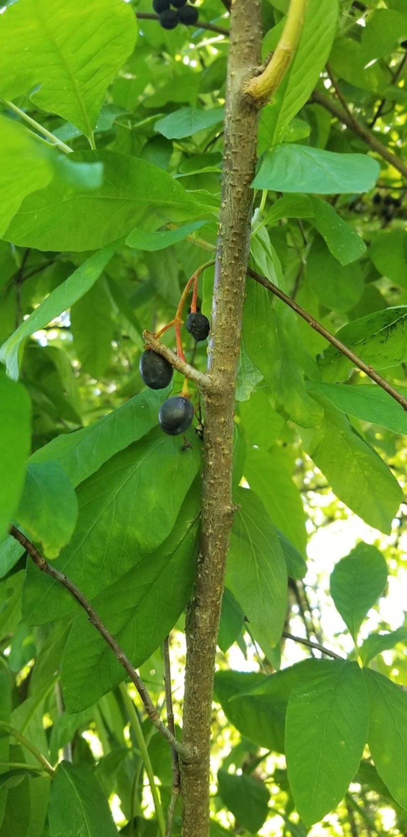 Indian Plum photo 8