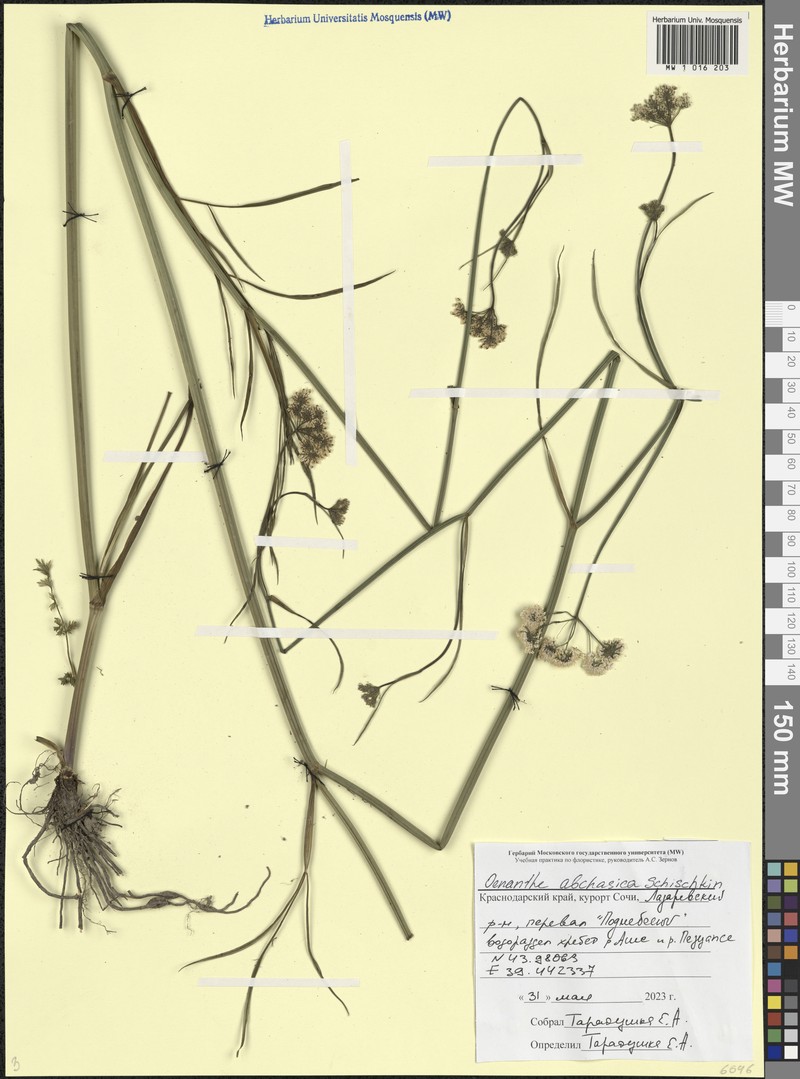 Oenanthe abchasica