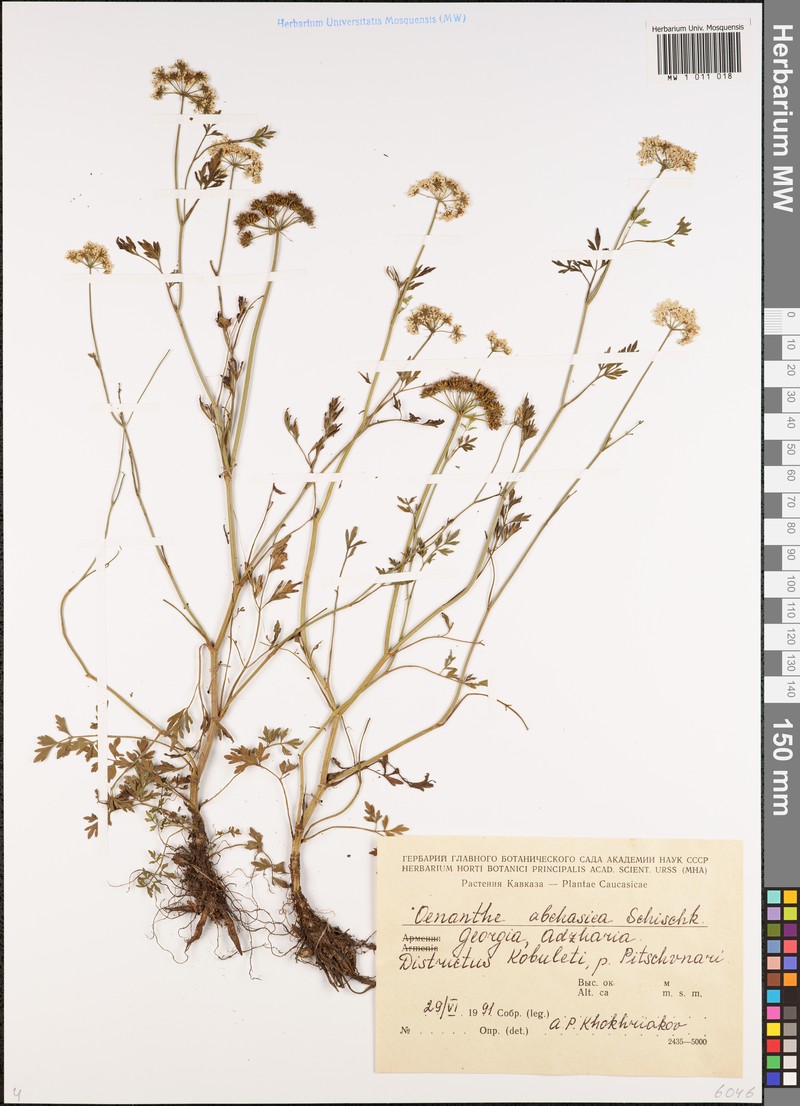 Oenanthe abchasica photo 2