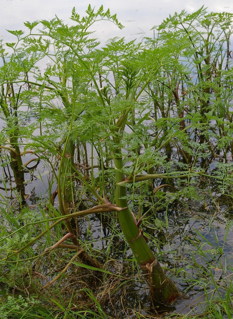 Fineleaf Waterdropwort photo 2