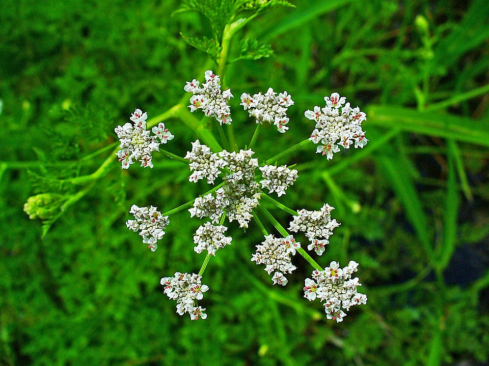 Fineleaf Waterdropwort photo 3