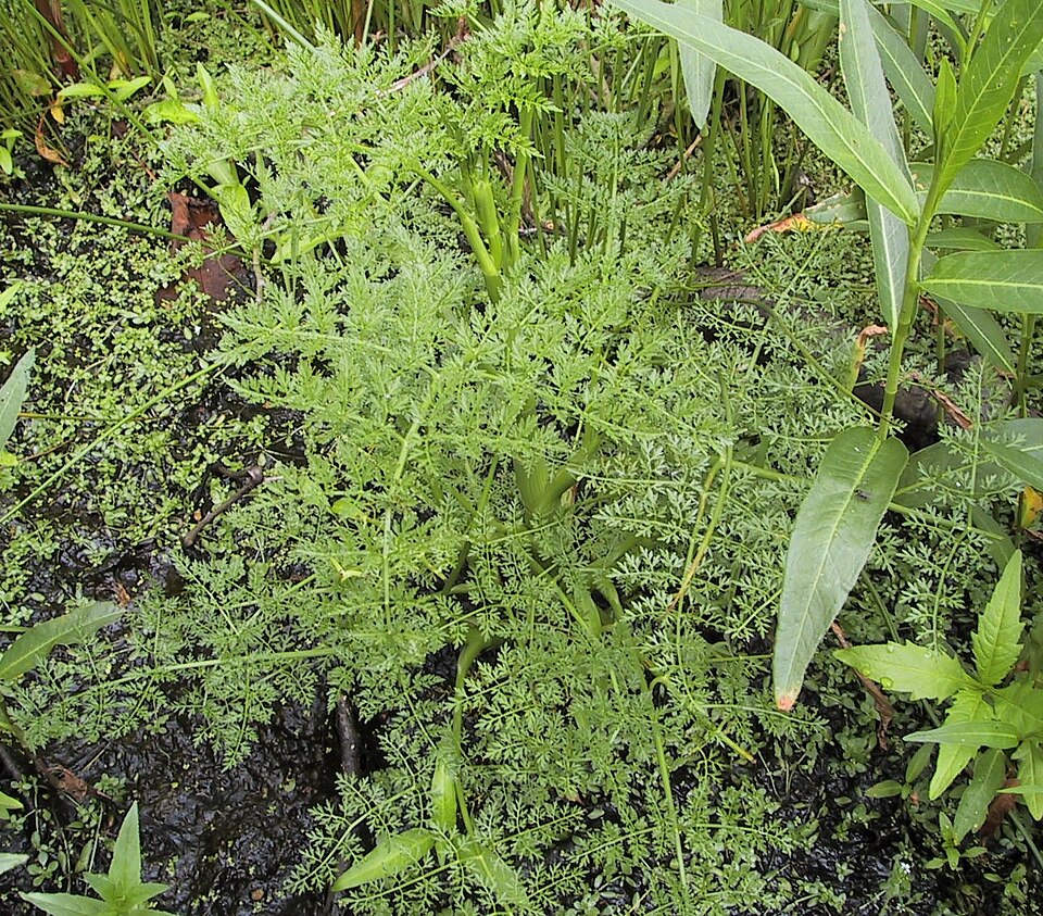 Fineleaf Waterdropwort photo 4