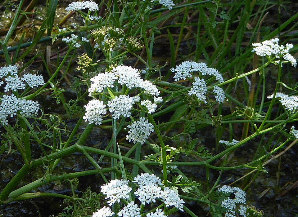 Fineleaf Waterdropwort photo 5