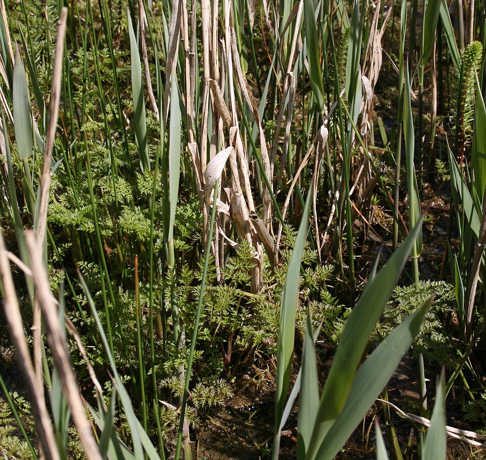 Fineleaf Waterdropwort photo 6