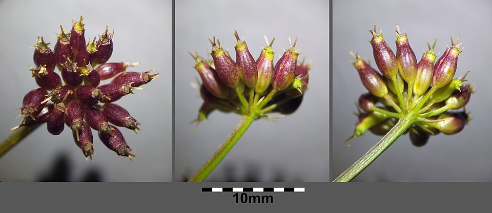 Fineleaf Waterdropwort photo 7